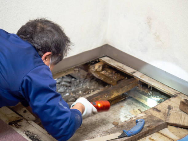 Best Black Mold Removal  in Dolan Springs, AZ
