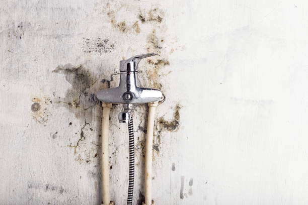 Best Mold Remediation  in Dolan Springs, AZ