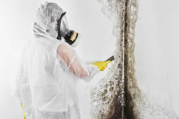 Best Local Mold Removal Service  in Dolan Springs, AZ