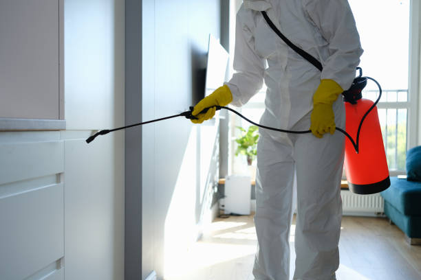 Best Mold Remediation Services  in Dolan Springs, AZ