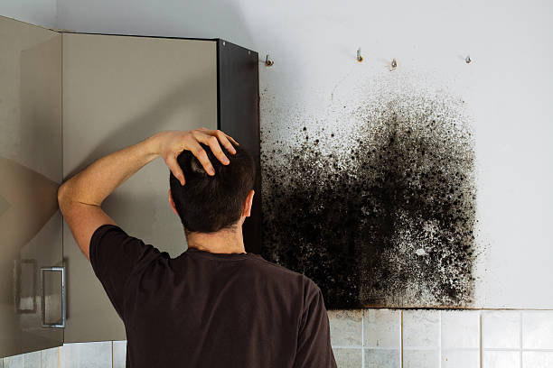 Best Professional Mold Removal  in Dolan Springs, AZ