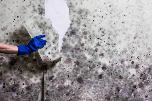 Best Certified Mold Removal  in Dolan Springs, AZ