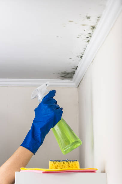 Best Mold Damage Repair  in Dolan Springs, AZ